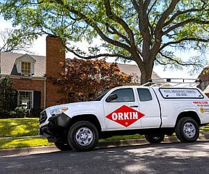 best pest control service arlington texas 2