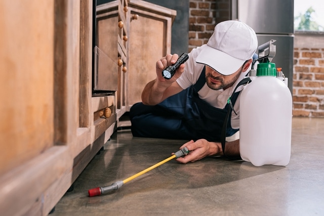 Best Pest Control Service Frisco Texas 1 Best Pest Control Service Frisco Texas