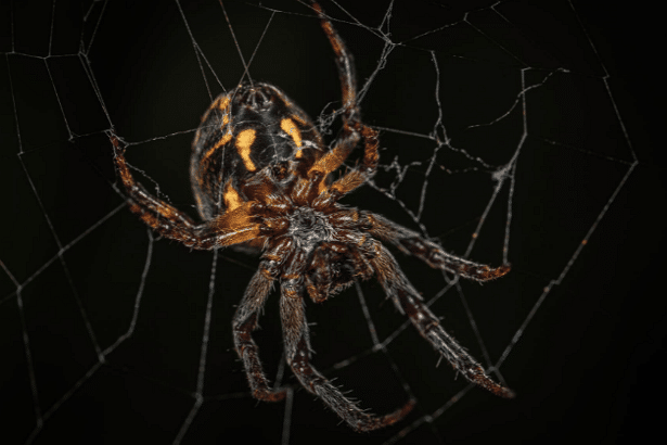 Best Pest Control Service El Paso Texas Best Pest Control Service El Paso Texas