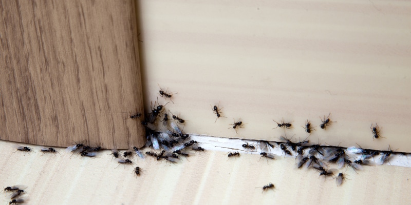 Best Pest Control Service Fayetteville North Carolina