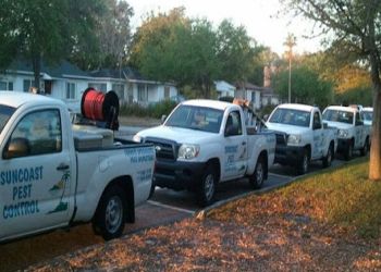 Best Pest Control Service St. Petersburg Florida