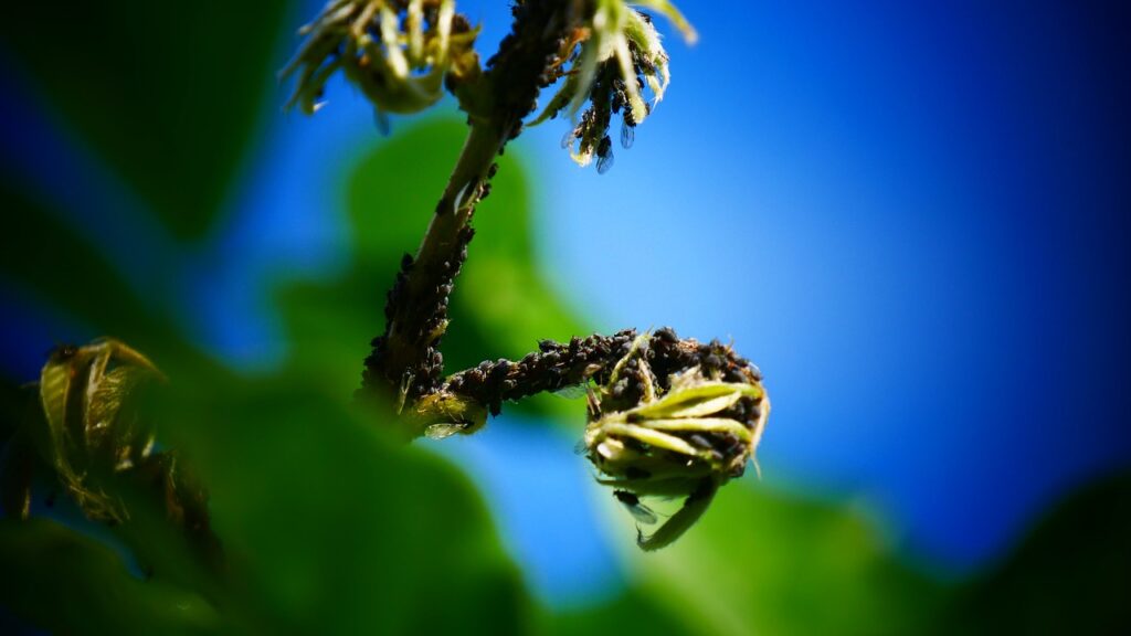 Best Pest Control Service Cary North Carolina