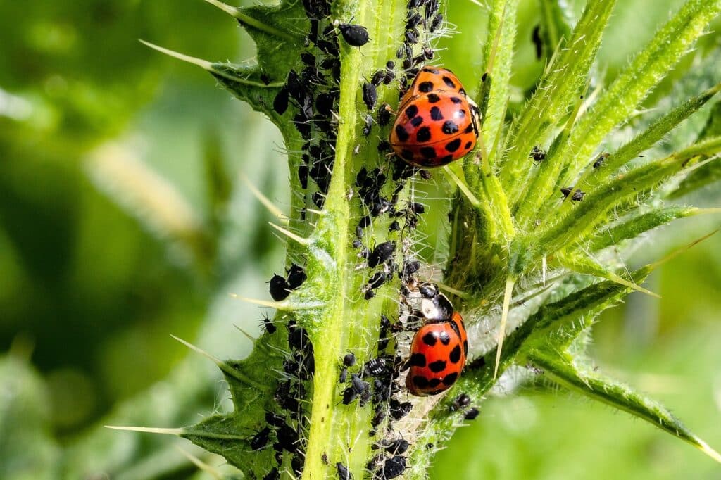 Best Pest Control Service Costa Mesa California Best Pest Control Service Costa Mesa California