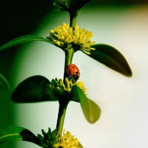 best pest control service costa mesa california 3