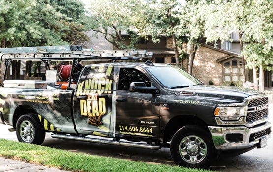 Best Pest Control Service Denton Texas Best Pest Control Service Denton Texas