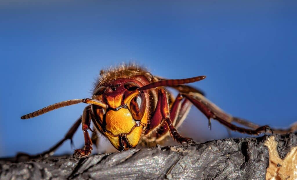 Best Pest Control Service Frisco Texas Best Pest Control Service Frisco Texas