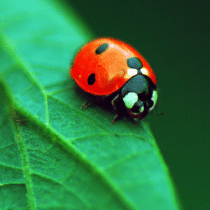 best pest control service fullerton california 2