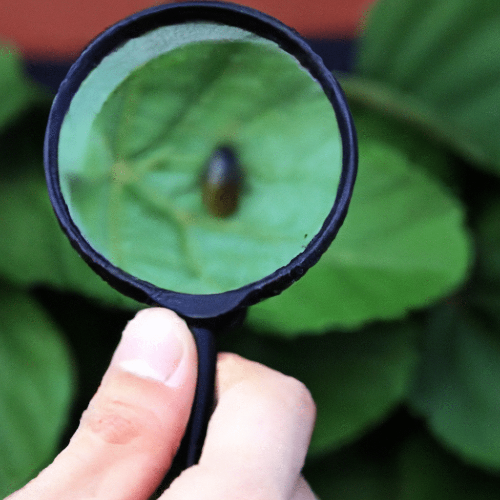 Best Pest Control Service Glendale California