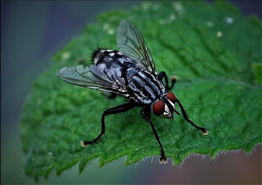 Best Pest Control Service Independence Missouri Best Pest Control Service Independence Missouri