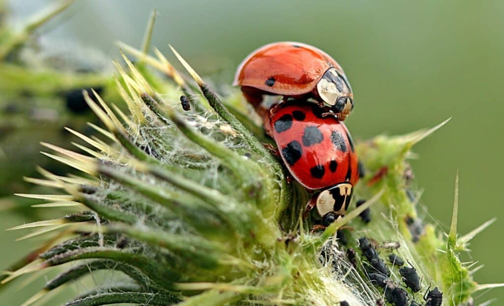 Best Pest Control Service Independence Missouri Best Pest Control Service Independence Missouri