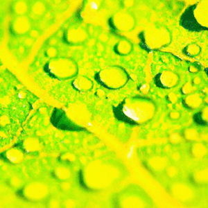 best pest control service jackson mississippi 2