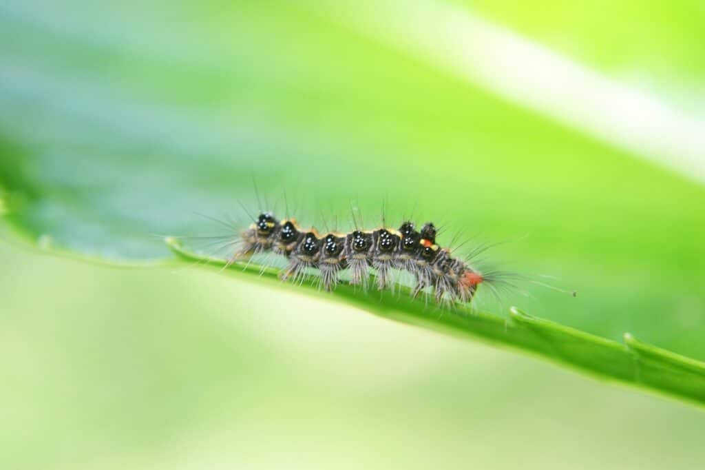 Best Pest Control Service Knoxville Tennessee