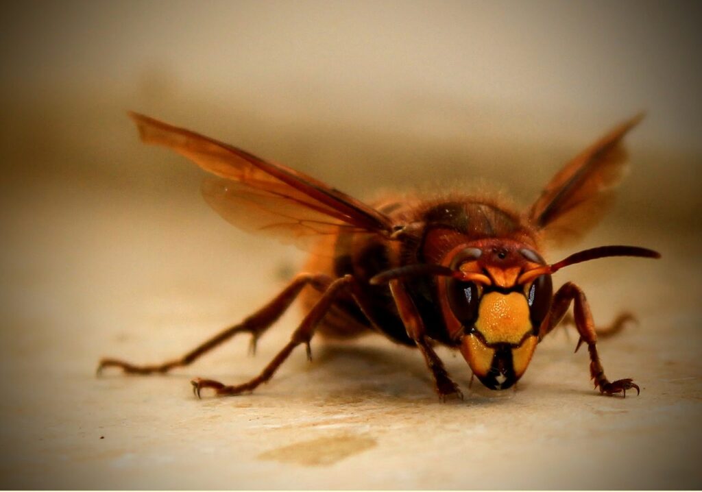 Best Pest Control Service Pasadena California Best Pest Control Service Pasadena California