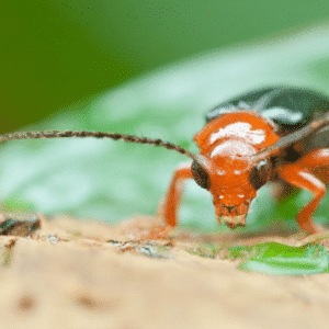 best pest control service pasadena texas 2