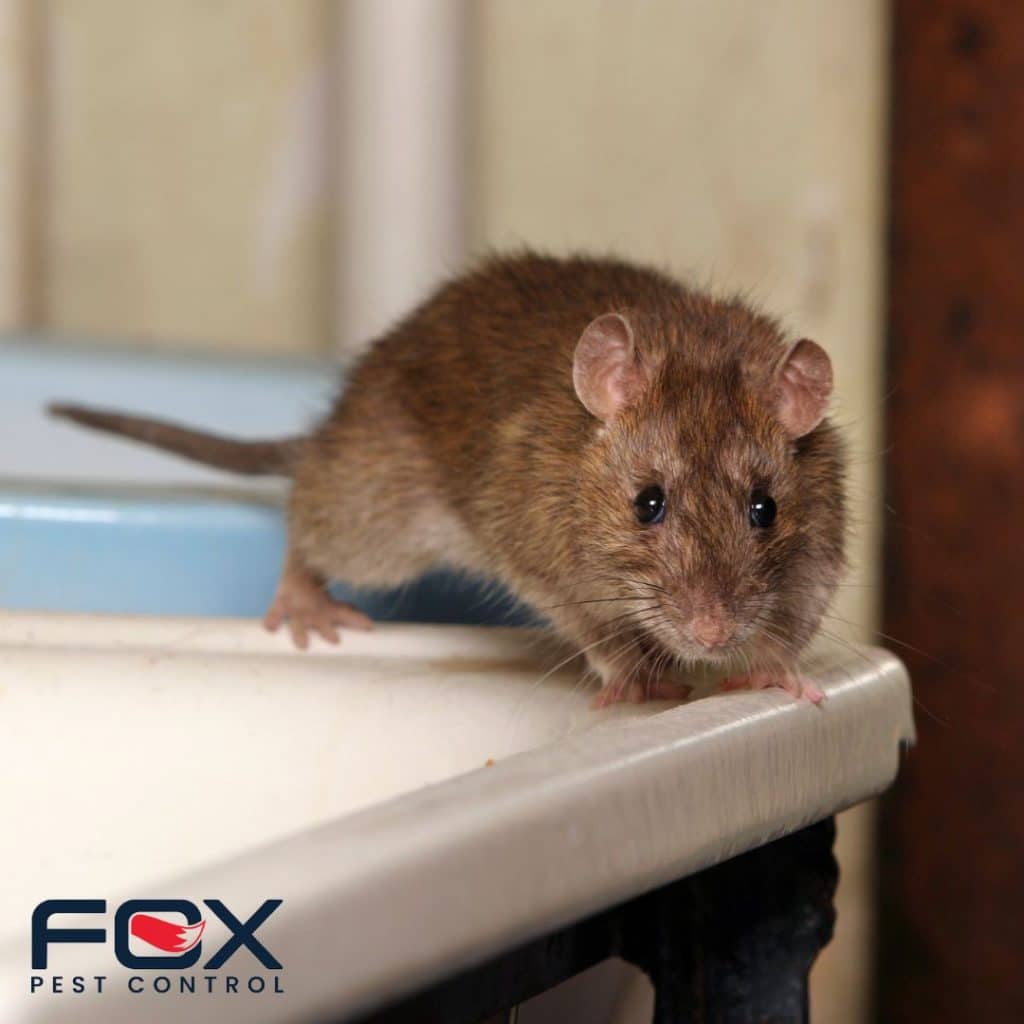 Best Pest Control Service Peoria Illinois