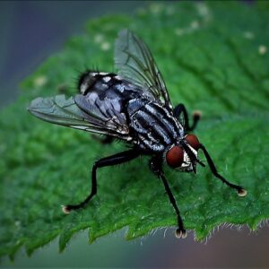 best pest control service san buenaventura ventura california 3