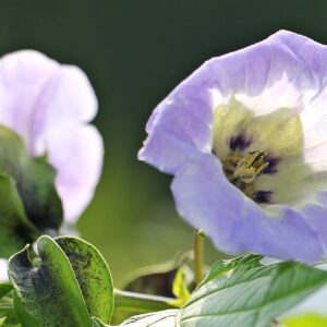 best pest control service sterling heights michigan 3