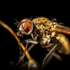 beyond bug spray innovative approaches to pest control