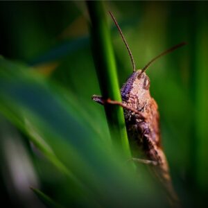 bugging out tales of unusual pest infestations and their solutions