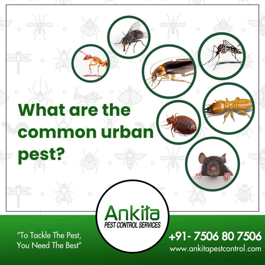 From Roaches To Rats: Tackling Common Urban Pest Problems