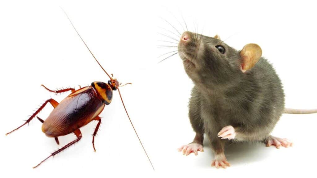 From Roaches To Rats: Tackling Common Urban Pest Problems