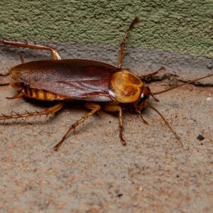 from roaches to rats tackling common urban pest problems 3