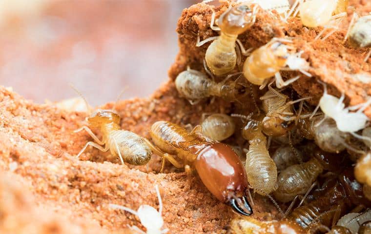 From Termites To Ticks: A Comprehensive Guide To Pest Identification