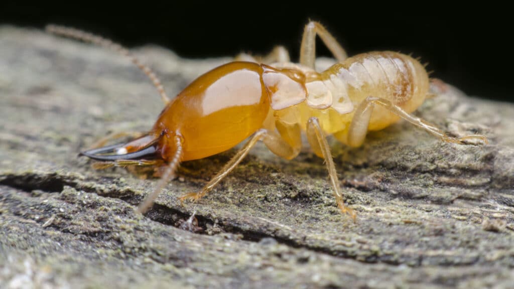 From Termites To Ticks: A Comprehensive Guide To Pest Identification