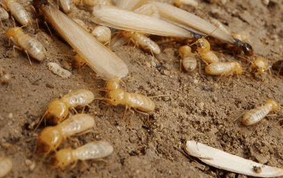 From Termites To Ticks: A Comprehensive Guide To Pest Identification