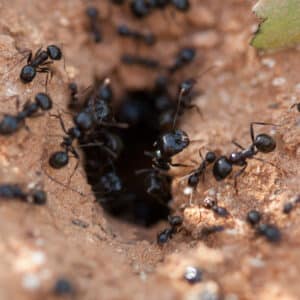 invasion of the ants a close look at the most common household pests 1