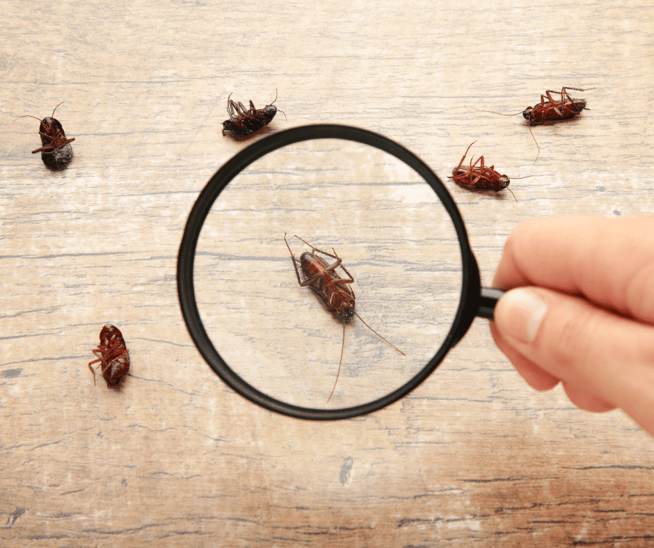 The Seasons Of Pests: Adapting Your Control Strategies Year-Round 1 The Seasons Of Pests: Adapting Your Control Strategies Year-Round