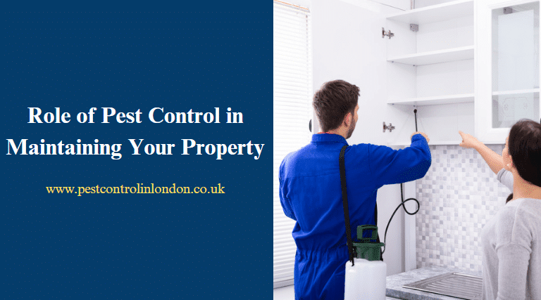 Pest Control And Real Estate: Ensuring Your Property Stays Valuable Pest Control And Real Estate: Ensuring Your Property Stays Valuable