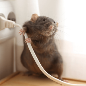 pest control in the digital age smart tech solutions for a bug free home