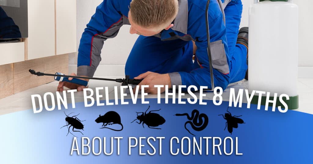 Pest Control Myths Debunked: What Really Works And What Doesnt