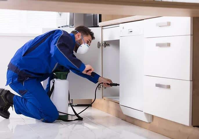 Raiding The Pantry: Defeating Pests In Your Kitchen