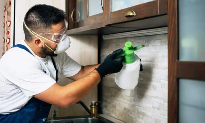 Raiding The Pantry: Defeating Pests In Your Kitchen