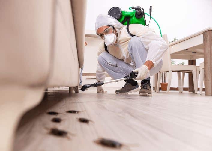 The Night Watchman: How To Detect Early Signs Of A Pest Invasion