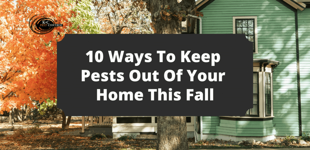Pest Prevention Hacks: Stay Ahead Of The Critters