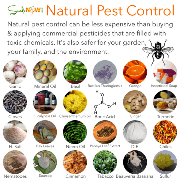 Pest Prevention Hacks: Stay Ahead Of The Critters