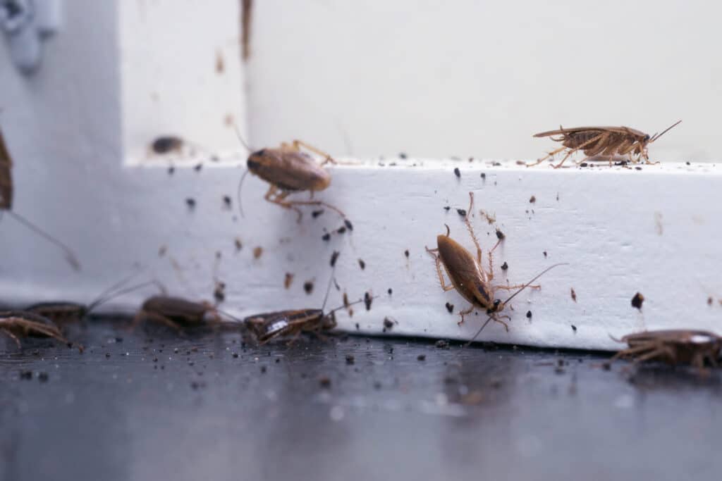 Surviving The Swarm: Emergency Pest Control Measures You Need To Know