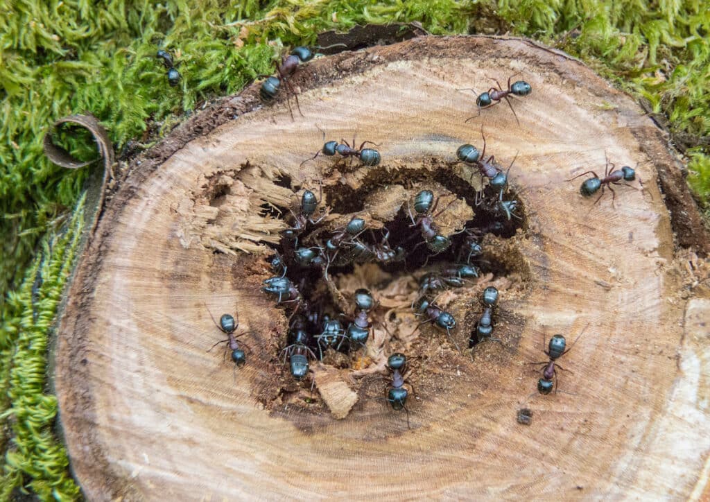 Surviving The Swarm: Emergency Pest Control Measures You Need To Know