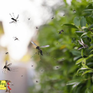 surviving the swarm emergency pest control measures you need to know