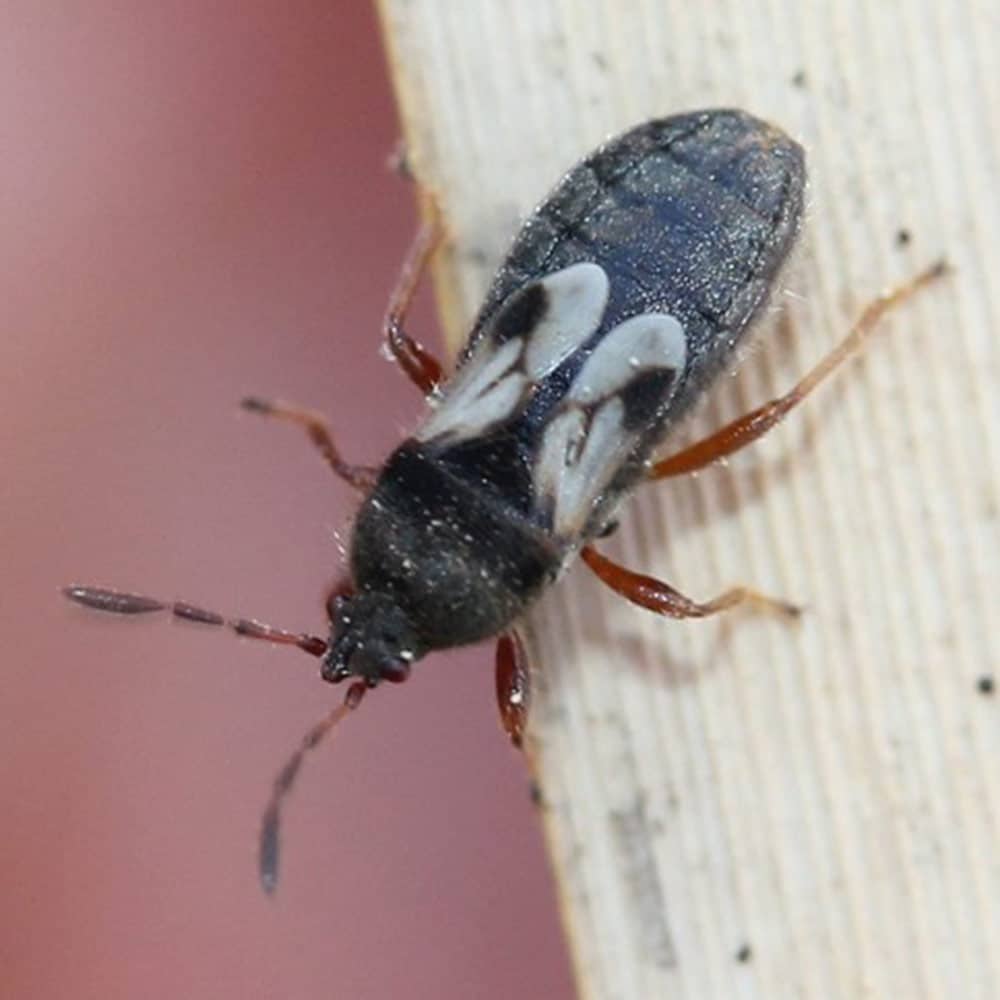 The Night Watchman: How To Detect Early Signs Of A Pest Invasion