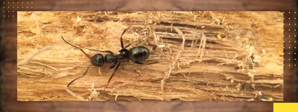The Night Watchman: How To Detect Early Signs Of A Pest Invasion