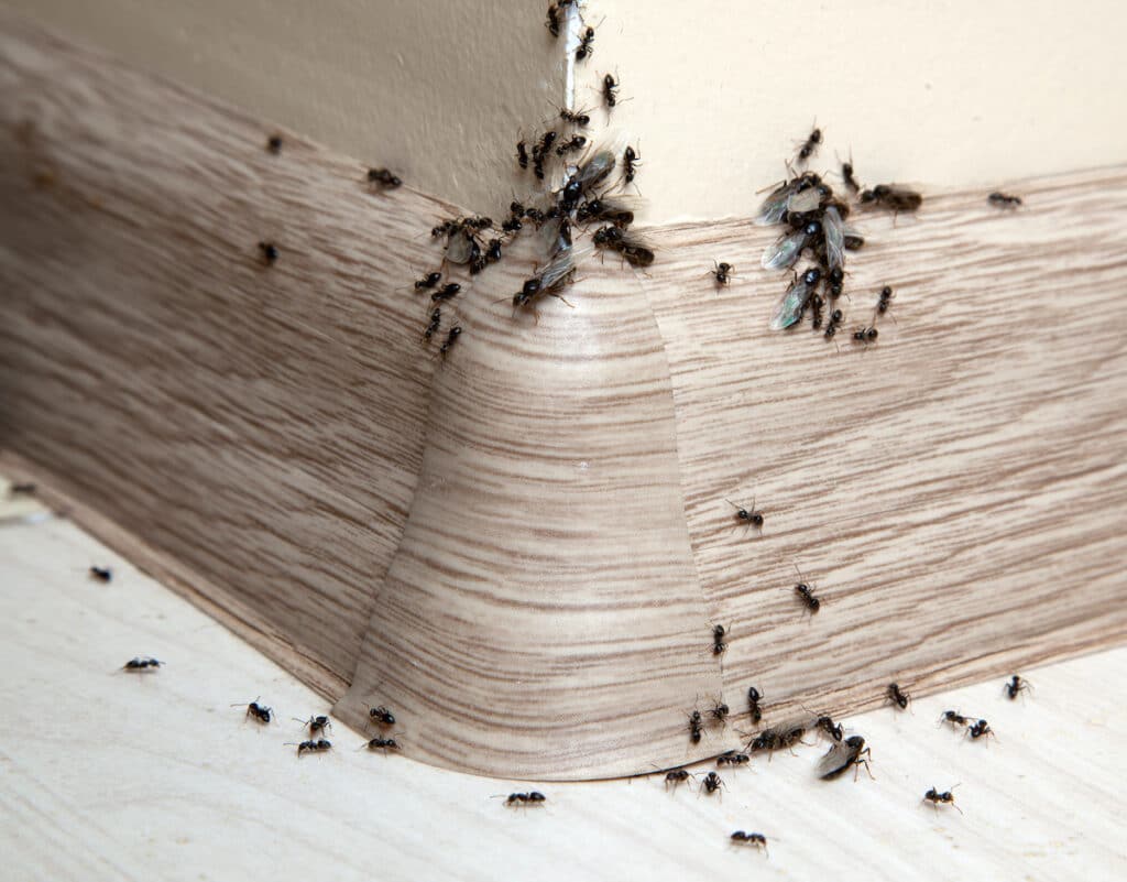 The Nightmares In Your Attic: Battling Rodents And Other Unwanted Guests