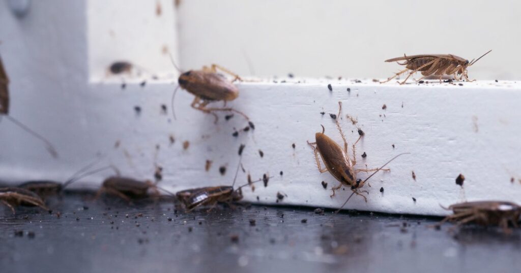 The Night Watchman: How To Detect Early Signs Of A Pest Invasion
