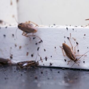 the night watchman how to detect early signs of a pest invasion 2