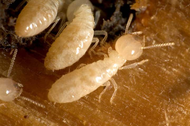 The Secret Life Of Termites: Exploring The Underground World Of Wood-Eating Pests
