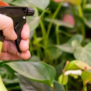 when diy fails signs its time to call in the pros for pest control