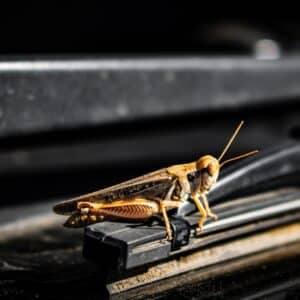 Photo Pest inspection